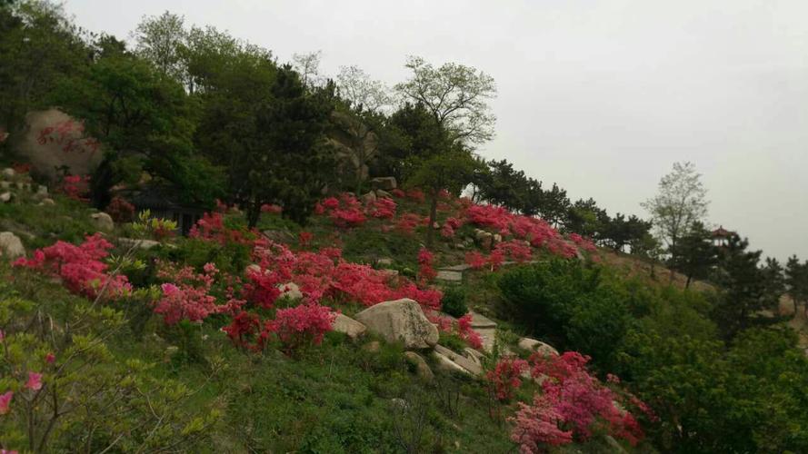 黄岛古月山庄是景点吗?收费吗?去景点的车多长时间发一趟车?(青岛珠山国家森林公园收费吗)-图2 黄岛古月山庄是景点吗?收费吗?去景点的车多长时间发一趟车?(青岛珠山国家森林公园收费吗)-图2