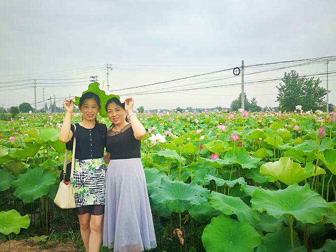 陶辛荷花节,60岁以上优惠?(陶辛水韵要收费吗)-图1 陶辛荷花节,60岁以上优惠?(陶辛水韵要收费吗)-图1