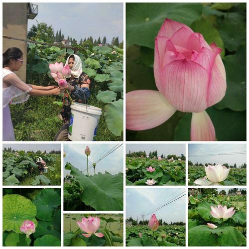 陶辛荷花节,60岁以上优惠?(陶辛水韵要收费吗)-图2 陶辛荷花节,60岁以上优惠?(陶辛水韵要收费吗)-图2