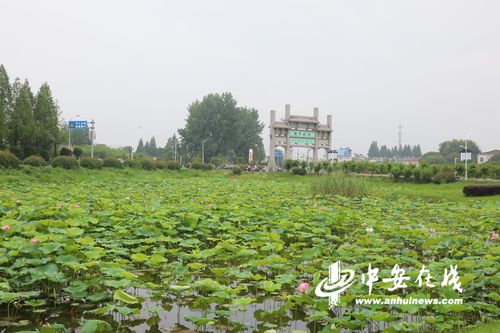 陶辛荷花节,60岁以上优惠?(陶辛水韵要收费吗)-图3 陶辛荷花节,60岁以上优惠?(陶辛水韵要收费吗)-图3