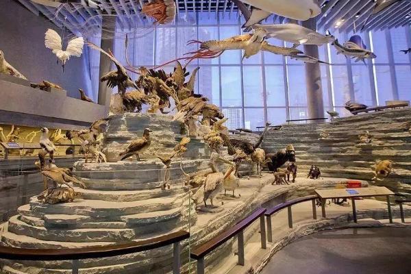 上海类似自然博物馆的地方?上海流璃博物馆收费吗-图2 上海类似自然博物馆的地方?上海流璃博物馆收费吗-图2