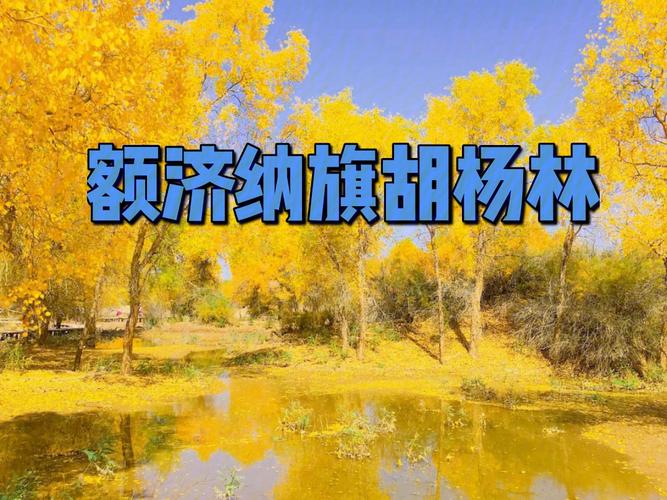 额济纳旗胡杨林最佳时间?额纳济旗胡杨林收费-图2 额济纳旗胡杨林最佳时间?额纳济旗胡杨林收费-图2