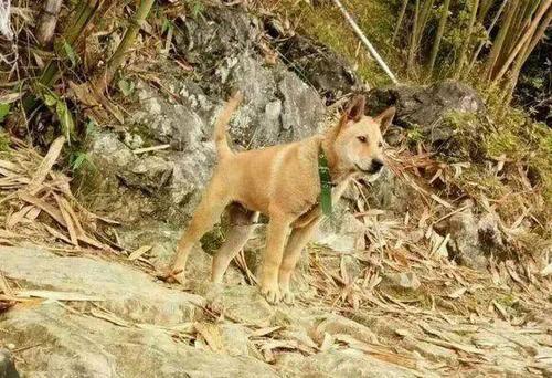 农村养的土狗可以用来打猎吗？湖南狩猎场收费价格表