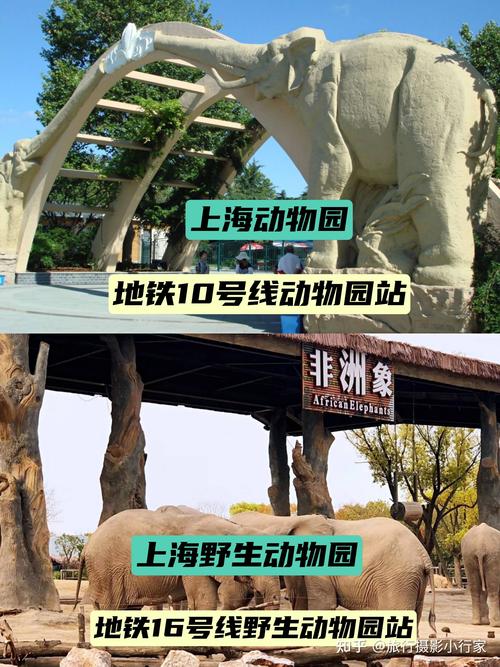 上海动物园停车最佳方法2021?上海野生动物园停车场怎么收费停-图2 上海动物园停车最佳方法2021?上海野生动物园停车场怎么收费停-图2
