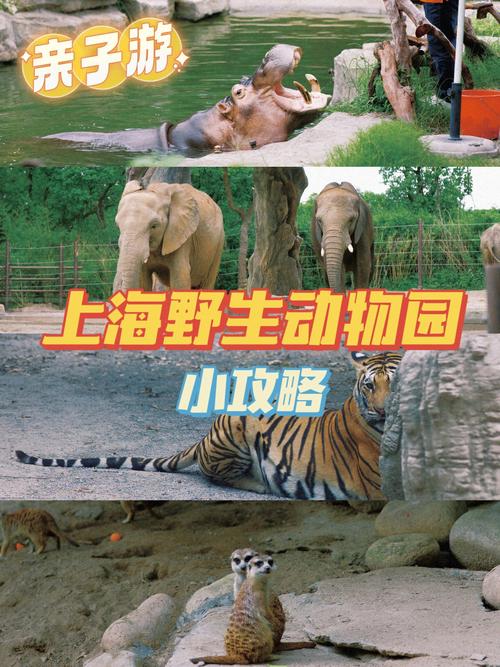 上海大熊猫动物园门票是多少?上海野生动物园所有收费项目-图3 上海大熊猫动物园门票是多少?上海野生动物园所有收费项目-图3