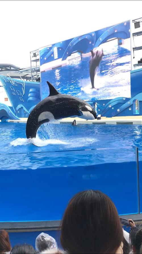 上海海昌海洋公园虎鲸要门票吗?上海海洋馆收费照片链接-图3 上海海昌海洋公园虎鲸要门票吗?上海海洋馆收费照片链接-图3