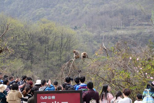 河南清明节哪个景区免门票?焦作森林公园收费不-图2 河南清明节哪个景区免门票?焦作森林公园收费不-图2