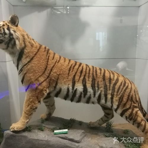 北京动物博物馆一般可以逛多久?北京动物博物馆收费吗-图2 北京动物博物馆一般可以逛多久?北京动物博物馆收费吗-图2
