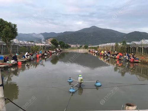 慈溪桥头哪里可以钓鱼?慈溪上林湖收费吗-图2 慈溪桥头哪里可以钓鱼?慈溪上林湖收费吗-图2