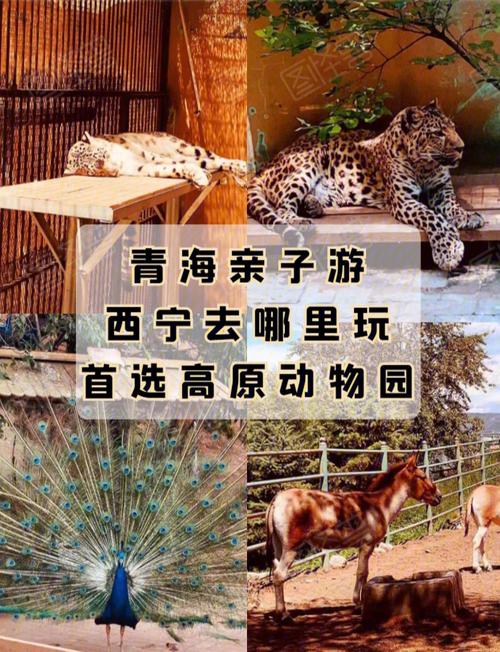 西宁动物园网上购票?西宁动物园内有哪些收费项目-图2 西宁动物园网上购票?西宁动物园内有哪些收费项目-图2