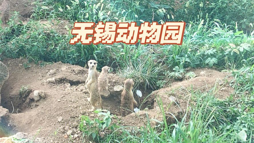 无锡动物园停车方便么？无锡动物园游乐项目收费吗
