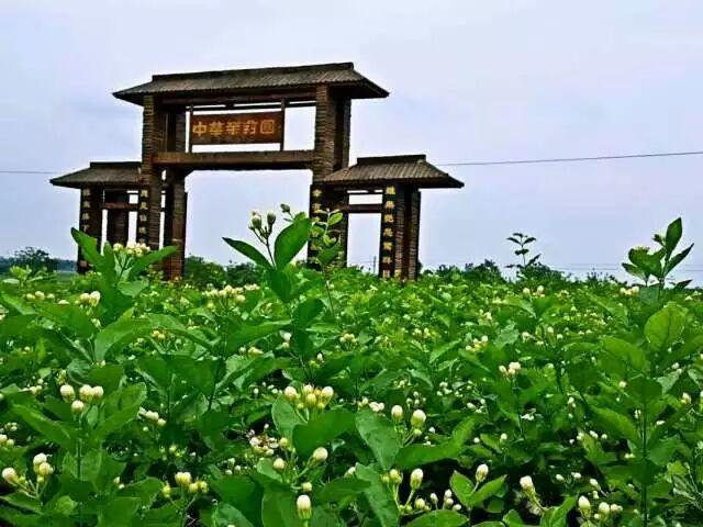 横县好玩的地方?横县中华茉莉园收费吗-图2 横县好玩的地方?横县中华茉莉园收费吗-图2