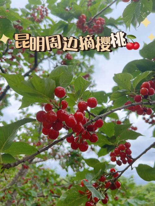 昆明附近那里有摘樱桃的地方?斗南花卉市场收费站-图1 昆明附近那里有摘樱桃的地方?斗南花卉市场收费站-图1
