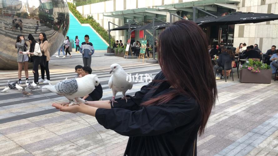 深圳哪里有可以喂鸽子的地方?九方购物中心 龙华停车收费-图2 深圳哪里有可以喂鸽子的地方?九方购物中心 龙华停车收费-图2