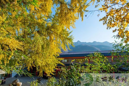 平谷银杏山庄是旅游点还是酒店?黄松峪水库 露营收费么-图2 平谷银杏山庄是旅游点还是酒店?黄松峪水库 露营收费么-图2