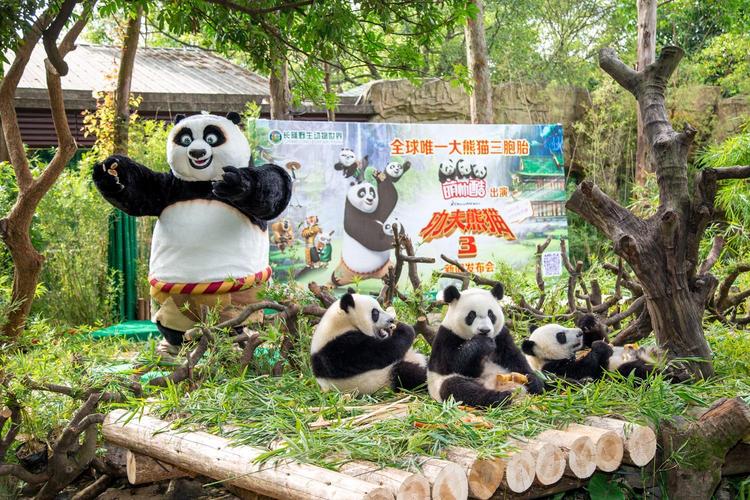 熊猫沟景区要门票么?熊猫体育公园收不收费-图2 熊猫沟景区要门票么?熊猫体育公园收不收费-图2