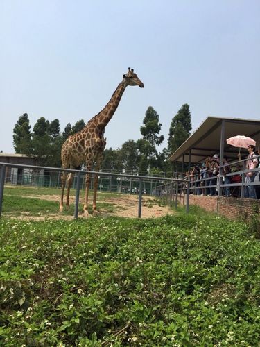香市动物园营业时间到晚上几点?东莞香市动物园停车收费吗-图3 香市动物园营业时间到晚上几点?东莞香市动物园停车收费吗-图3