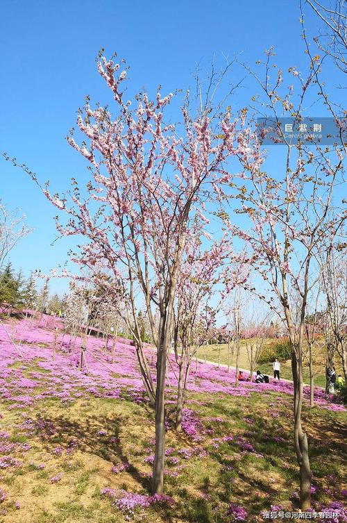秦巴植物园门票最新?青岛紫荆护理收费白天-图2 秦巴植物园门票最新?青岛紫荆护理收费白天-图2