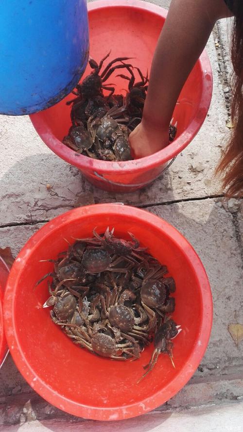 今年有去过七里海钓螃蟹的吗?多少钱一斤啊?哪家比较好啊?七里海钓蟹收费-图3 今年有去过七里海钓螃蟹的吗?多少钱一斤啊?哪家比较好啊?七里海钓蟹收费-图3