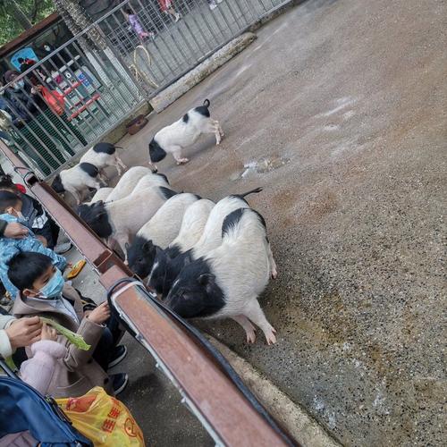 香市动物园门票?香市动物园停车场收费吗-图2 香市动物园门票?香市动物园停车场收费吗-图2