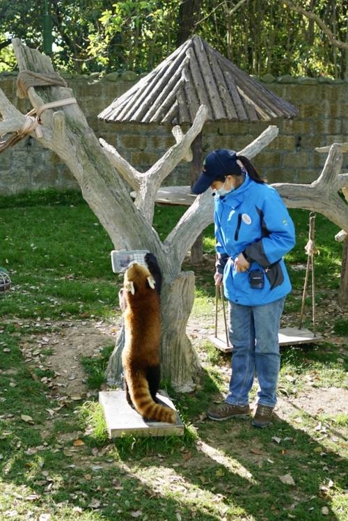 八达岭野生动物园有小熊猫吗?八达岭野生动物园儿童收费吗-图3 八达岭野生动物园有小熊猫吗?八达岭野生动物园儿童收费吗-图3