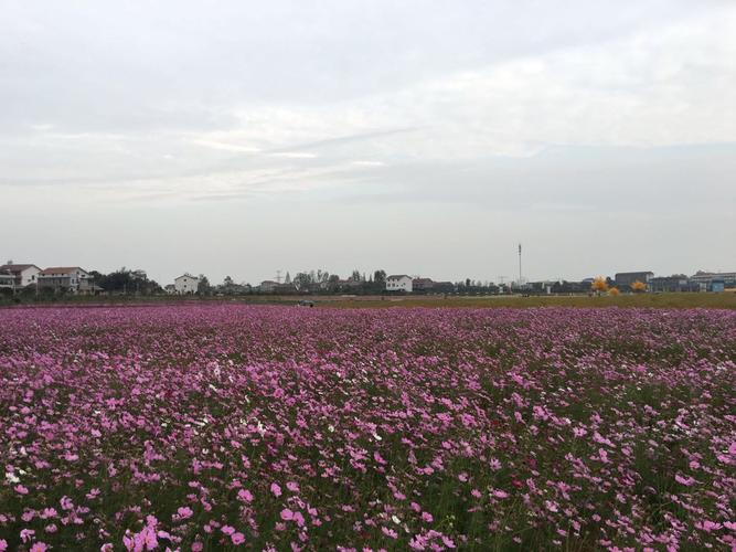 常德的枫林花海现在开园了吗？常德花海收费