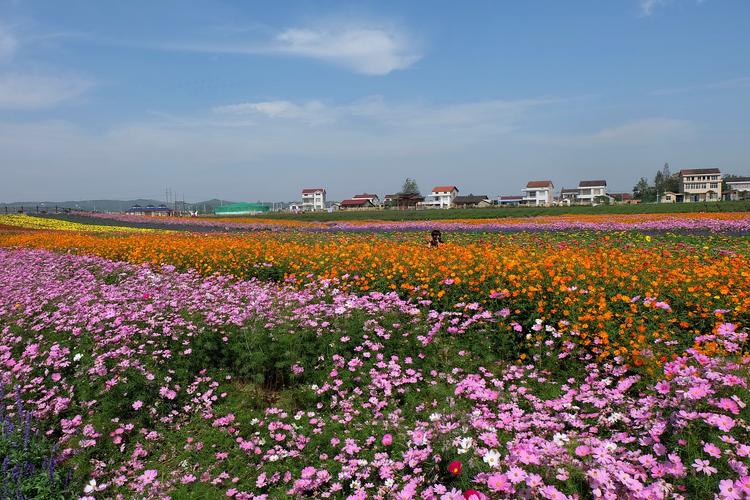 常德的枫林花海现在开园了吗?常德花海收费-图3 常德的枫林花海现在开园了吗?常德花海收费-图3