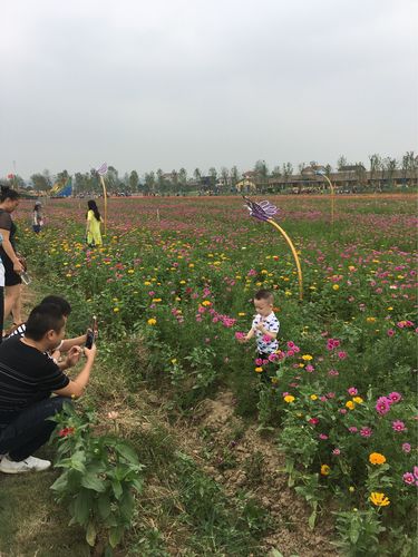 枫林花海现在开放吗?常德枫林花海怎么收费-图2 枫林花海现在开放吗?常德枫林花海怎么收费-图2