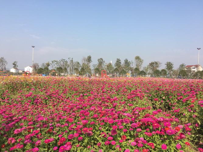 枫林花海现在开放吗?常德枫林花海怎么收费-图3 枫林花海现在开放吗?常德枫林花海怎么收费-图3
