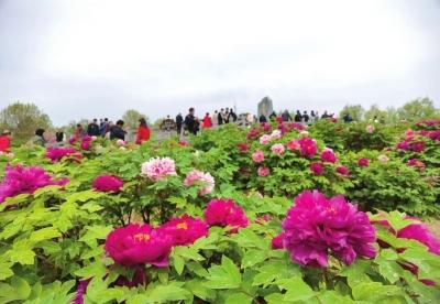 隋唐植物园牡丹花会免票政策?隋唐遗址公园收费说明-图3 隋唐植物园牡丹花会免票政策?隋唐遗址公园收费说明-图3