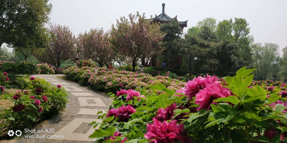 隋唐植物园牡丹花会免票政策？隋唐遗址公园收费说明