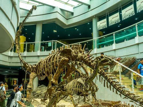 深圳古生物博物馆现在开放了吗?深圳古生物博物馆要收费吗-图3 深圳古生物博物馆现在开放了吗?深圳古生物博物馆要收费吗-图3