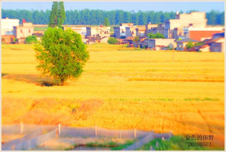以金色开头的网名可以是什么?金色大地农庄收费-图3 以金色开头的网名可以是什么?金色大地农庄收费-图3