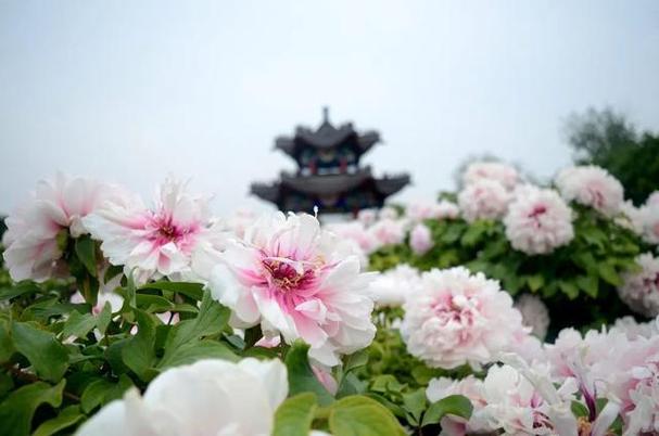 菏泽市出租车从市立医院到牡丹办事处大郭集多少钱?菏泽景点旅游收费多少钱-图2 菏泽市出租车从市立医院到牡丹办事处大郭集多少钱?菏泽景点旅游收费多少钱-图2