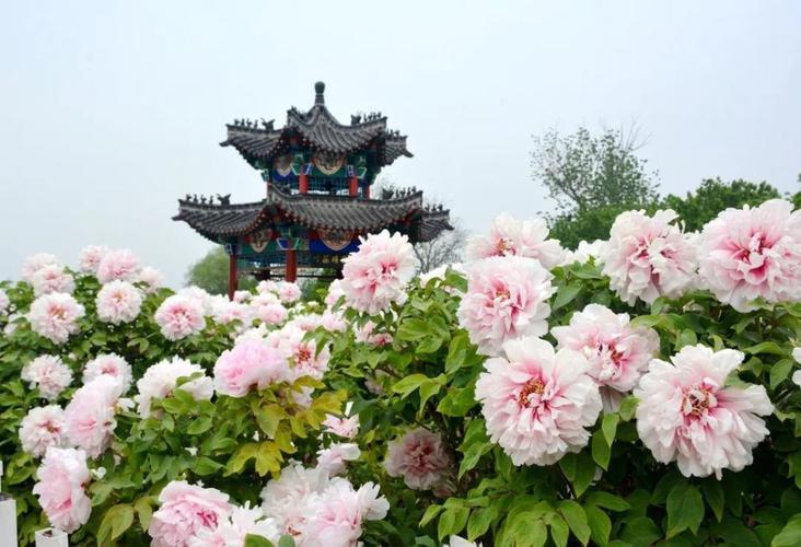 菏泽市出租车从市立医院到牡丹办事处大郭集多少钱?菏泽景点旅游收费多少钱-图1 菏泽市出租车从市立医院到牡丹办事处大郭集多少钱?菏泽景点旅游收费多少钱-图1
