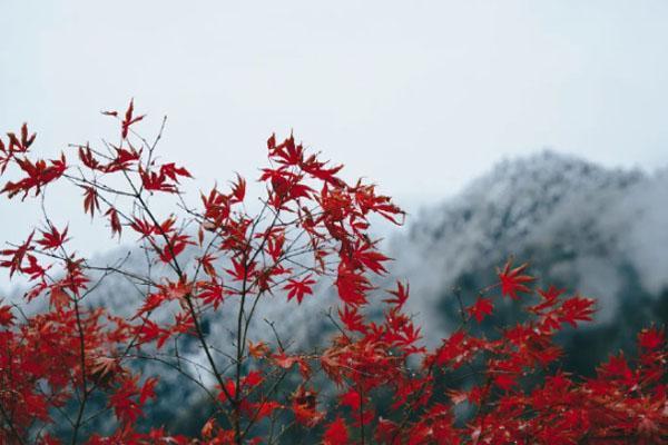 西岭雪山红叶最佳观赏时间是什么时候?西岭雪山看红叶收费吗-图3 西岭雪山红叶最佳观赏时间是什么时候?西岭雪山看红叶收费吗-图3