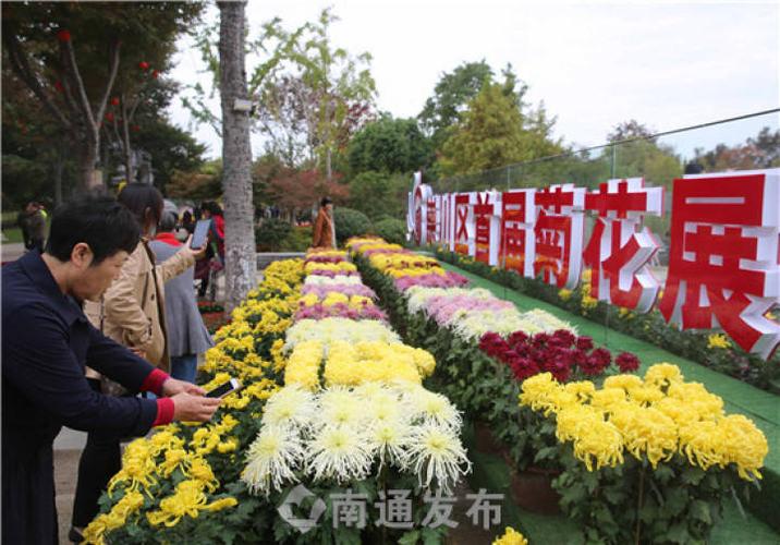 2020第31届南通菊花展?南通菊花展收费吗-图3 2020第31届南通菊花展?南通菊花展收费吗-图3