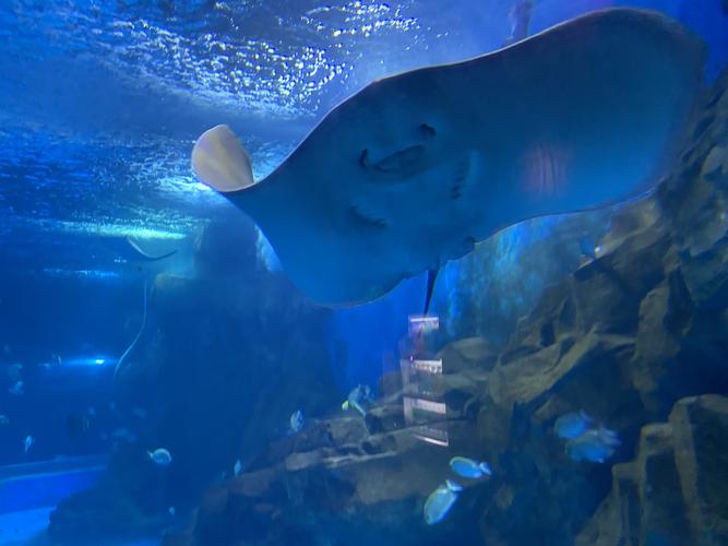 深圳海洋公园海底世界门票2021？深圳海底世界收费-图3