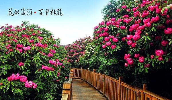 成都到毕节百里杜鹃旅游路线?宜宾 至贵州百里杜鹃收费多少-图3 成都到毕节百里杜鹃旅游路线?宜宾 至贵州百里杜鹃收费多少-图3