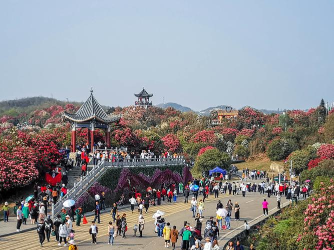 毕节百里杜鹃住宿攻略？贵卅百里杜鹃农家乐吃住收费