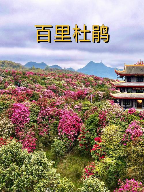 毕节百里杜鹃住宿攻略?贵卅百里杜鹃农家乐吃住收费-图2 毕节百里杜鹃住宿攻略?贵卅百里杜鹃农家乐吃住收费-图2