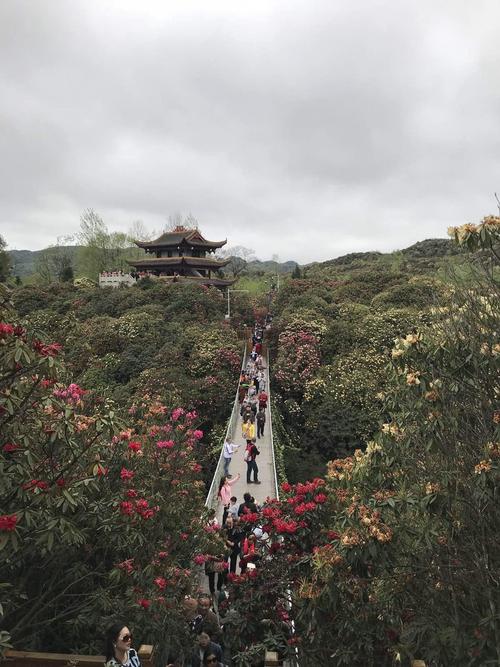 毕节百里杜鹃住宿攻略?贵卅百里杜鹃农家乐吃住收费-图3 毕节百里杜鹃住宿攻略?贵卅百里杜鹃农家乐吃住收费-图3