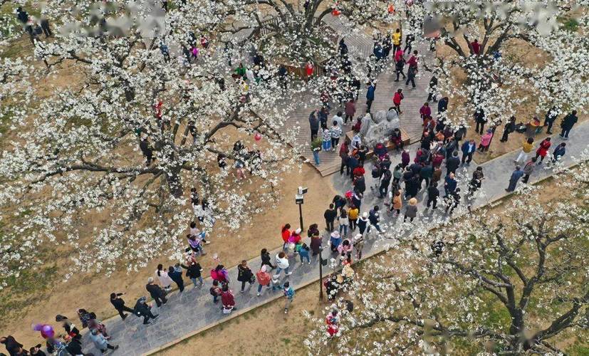宁陵梨花节开车去方便吗?芒砀山旅游景点收费吗-图1 宁陵梨花节开车去方便吗?芒砀山旅游景点收费吗-图1