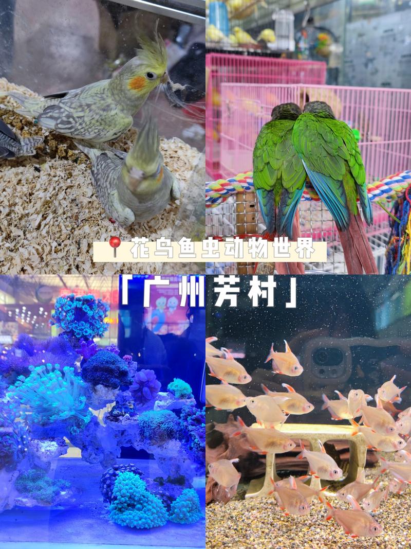 芳村花鸟鱼虫新世界停车攻略?广州芳村停车收费标准-图2 芳村花鸟鱼虫新世界停车攻略?广州芳村停车收费标准-图2