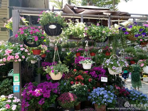 深圳的荷兰花卉小镇怎么走？荷兰花卉小镇停车场收费