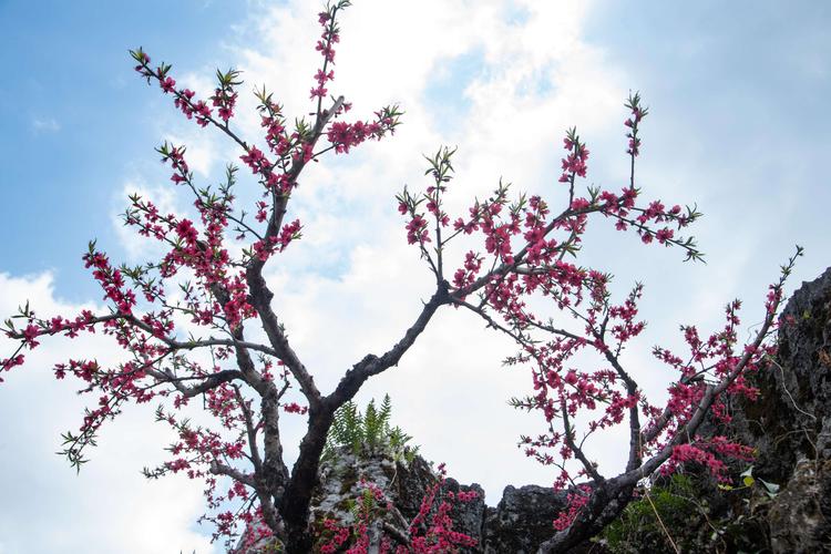 鹰嘴桃几月开花?连平桃花要收费吗-图2 鹰嘴桃几月开花?连平桃花要收费吗-图2
