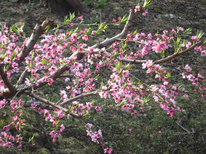 鹰嘴桃几月开花？连平桃花要收费吗