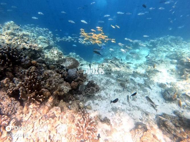重庆到仙本那潜水攻略？仙本那水屋按人收费