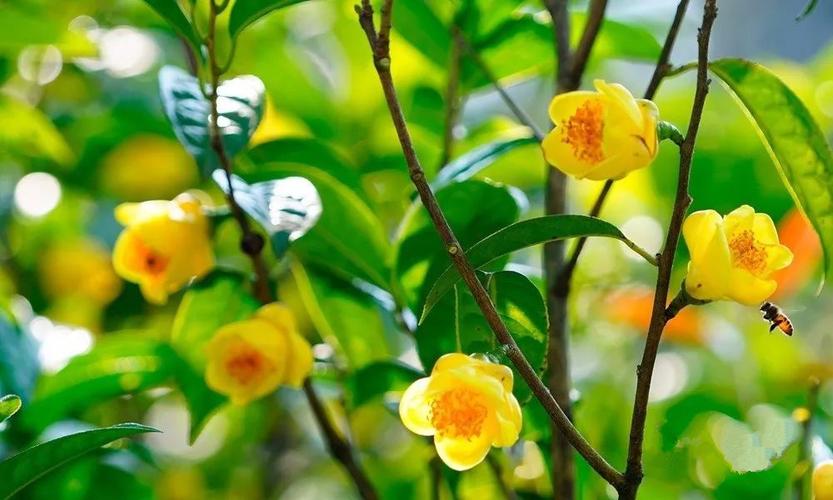 南宁哪里有花草茶销售?南宁茶花园公园停车收费-图2 南宁哪里有花草茶销售?南宁茶花园公园停车收费-图2