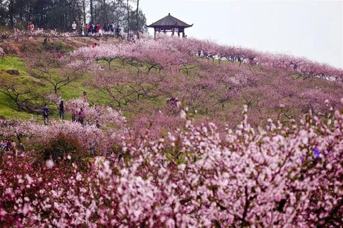 重庆四月份赏花的地方？虎峰山桃花节收费